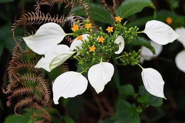 Cây bướm bạc được sử dụng trong một số bài thuốc Y Học Cổ Truyền