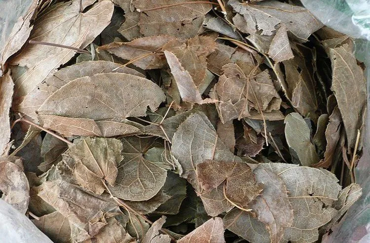 Lá cây Dâm Dương Hoắc phơi khô dùng làm dược liệu