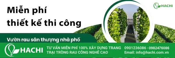 Lưu ý về nhiệt độ và ánh sáng khi trồng rêu thủy sinh