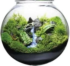 Một chiếc Mossarium là hộp kín chuyên trồng rêu