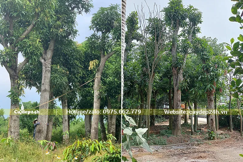 Cây Xoài công trình gốc lớn, đường kính từ 20cm tại vườn dưỡng