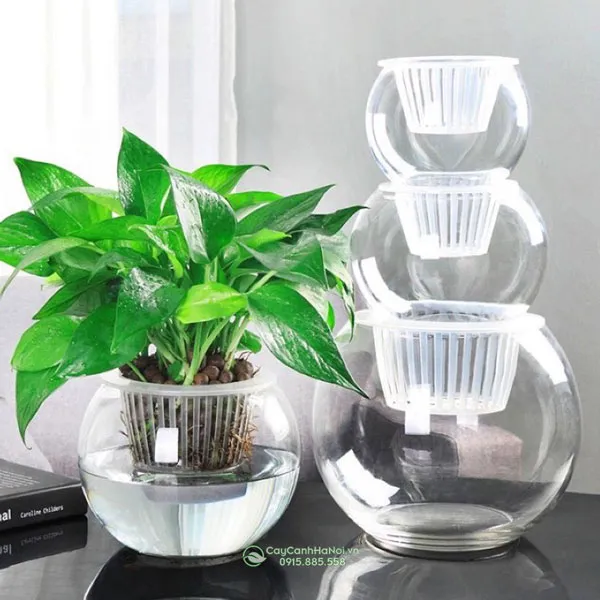 Các loại chậu thủy tinh nuôi cây thủy sinh