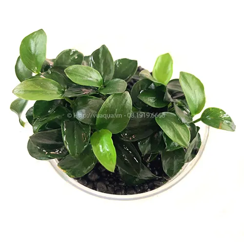 Hình ảnh cây Ráy Nana