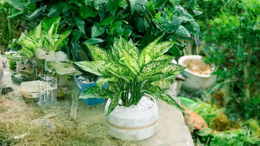 Cận cảnh hoa ngọc ngân hiếm khi nở mang lại tài lộc