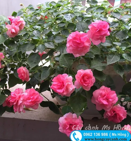 Cây Ngọc Thảo Xoắn