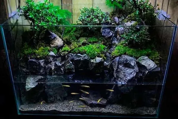 Cảnh quan bể Paludarium mô phỏng đầm lầy với cả khu vực nước và đất
