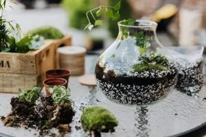 Tiểu cảnh Terrarium treo bằng bình thủy tinh