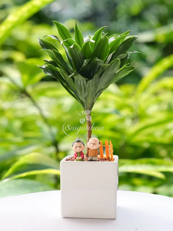 Chậu cây Phát Tài Nhật trang trí bàn làm việc