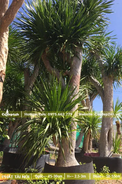 Cây Phát Tài Núi một thân dáng đẹp, đường kính 15cm trở lên