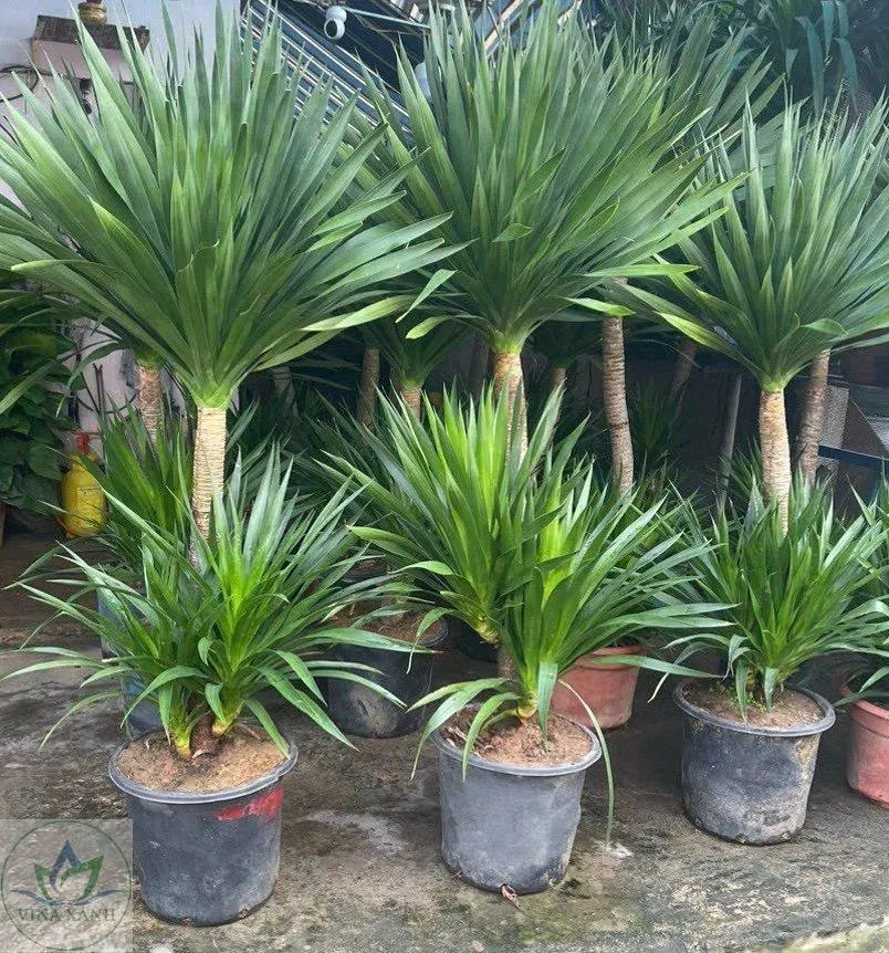 Hình ảnh cây Phát Tài Núi hai tầng