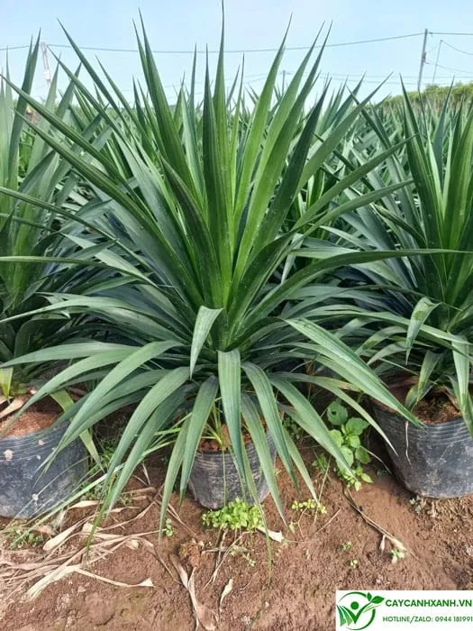 Phát Tài Núi ngọn