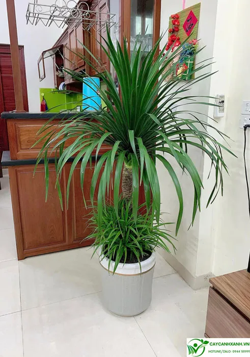 Phát Tài Núi giúp thanh lọc không khí trong nhà