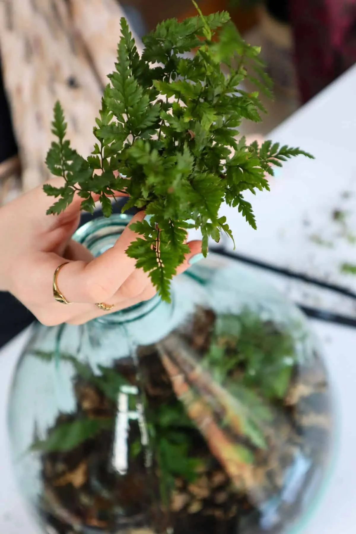 Dương xỉ Leatherleaf được trồng trong tiểu cảnh demijohn