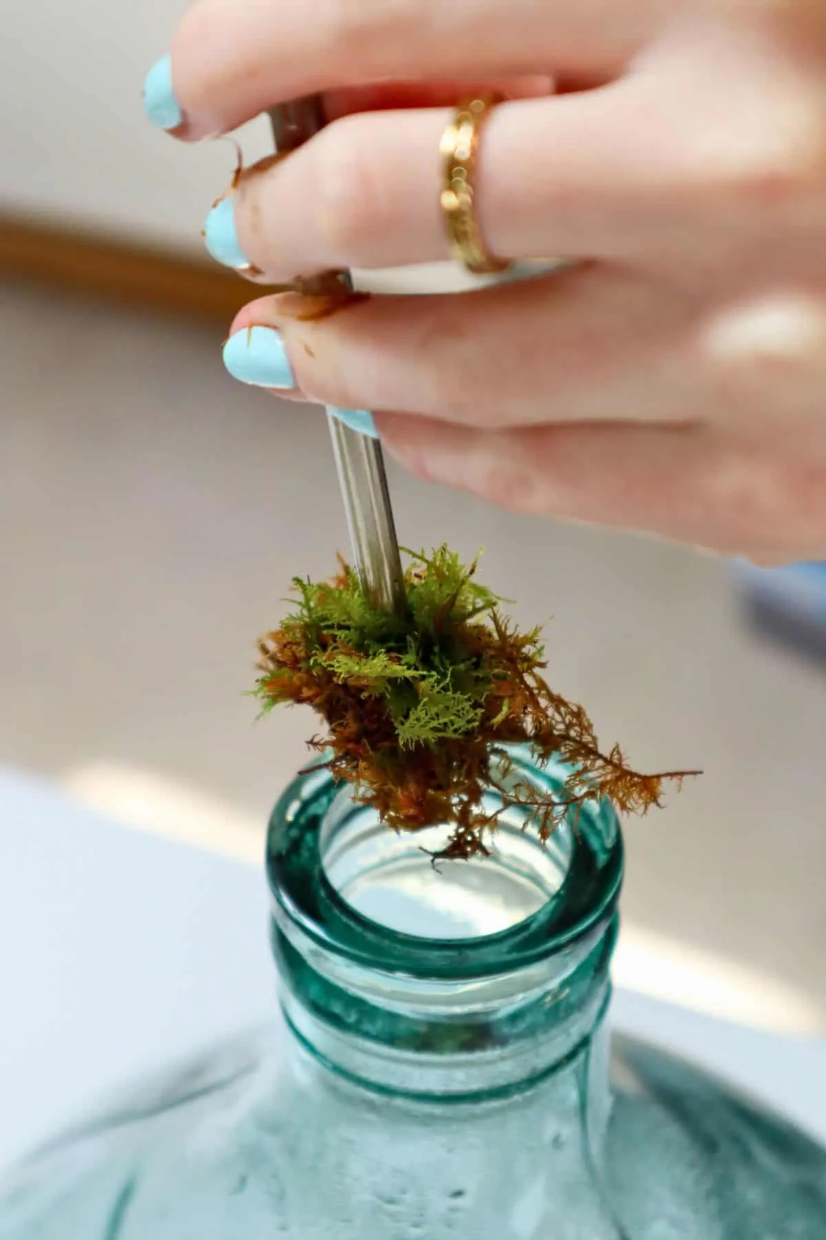 Rêu lông vũ được trồng trong tiểu cảnh demijohn