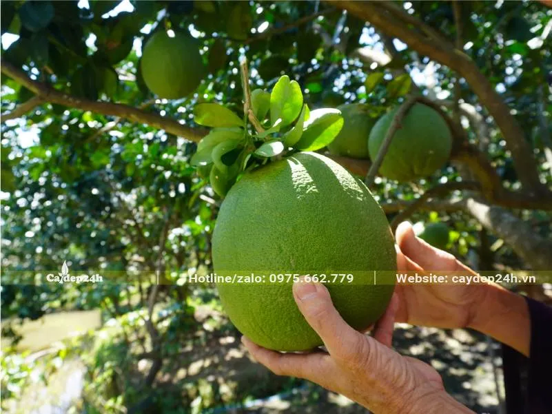 Bưởi hồng da xanh là một trong những loại có giá thành cao nhất