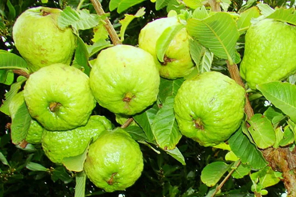 Cành cây ổi với quả ổi đang lớn tươi xanh