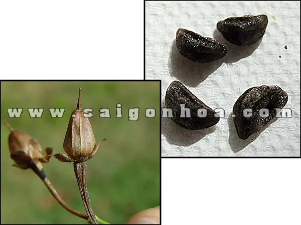 Hình ảnh quả và hạt Dây Tóc Tiên