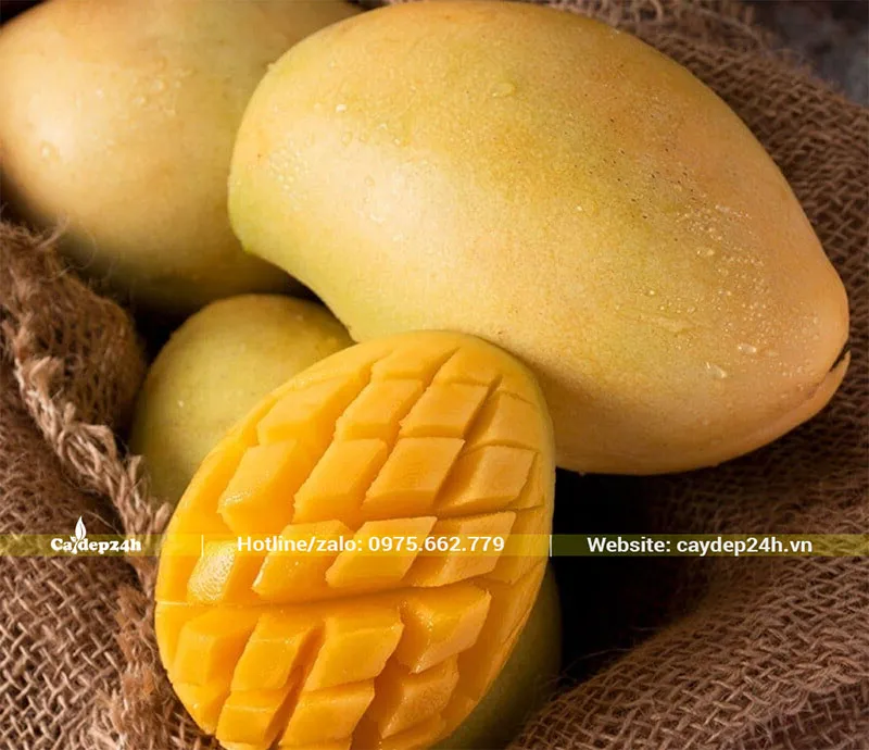 Quả Xoài Cát Chu chín vàng, có hương thơm đặc trưng