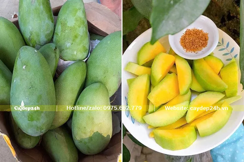 Xoài Thái to quả, giòn, chua ngọt, được thu hoạch