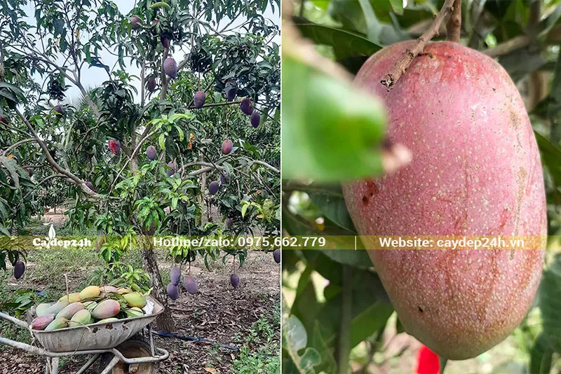 Quả Xoài Tím căng mịn, bắt mắt khi đến mùa thu hoạch