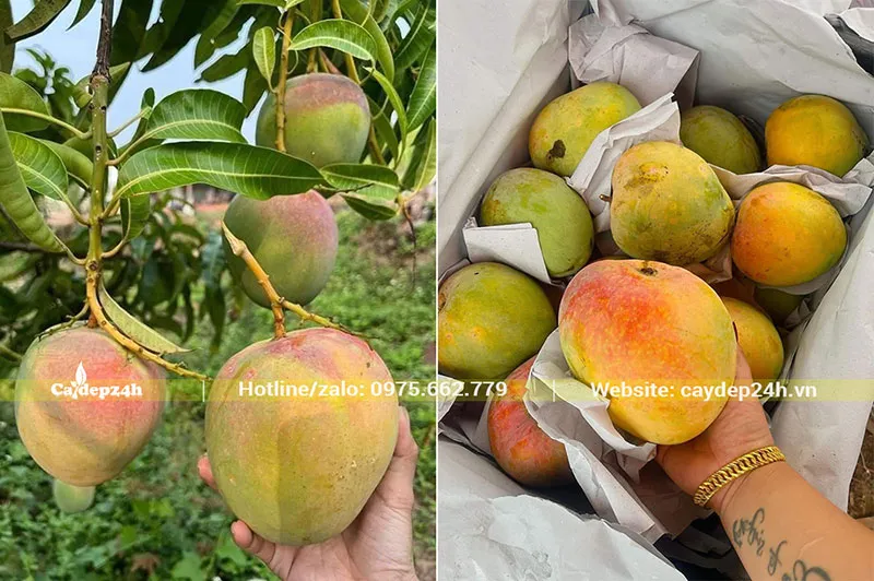 Xoài Úc có màu vỏ ửng hồng đẹp mắt, đang được đóng thùng