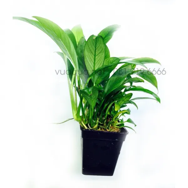 Hình ảnh cây Ráy Lá Dài