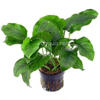 Hình ảnh cây Ráy Đại