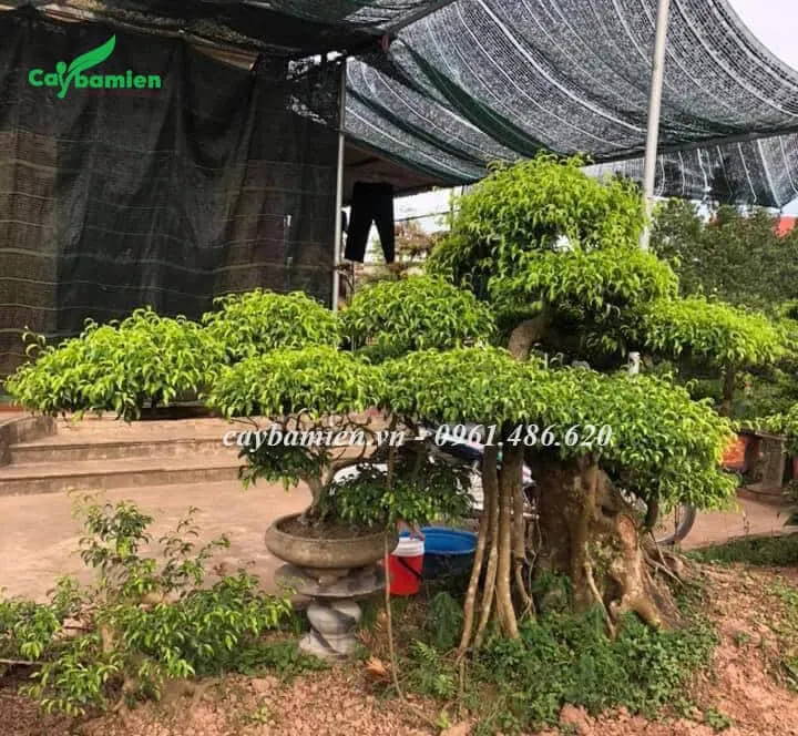 Rễ cây Sanh Nam Điền ít nhưng to và đẹp