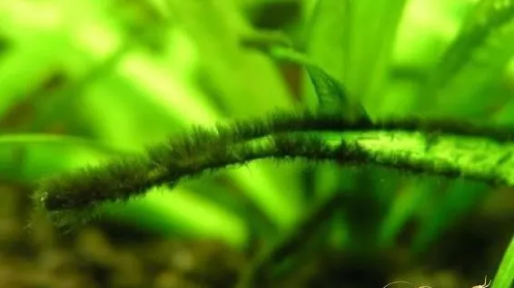 Rêu chùm đen (Black Beard Algae) bám trên vật liệu trang trí
