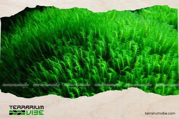 Các loại rêu Minifiss phổ biến trong hồ thủy sinh