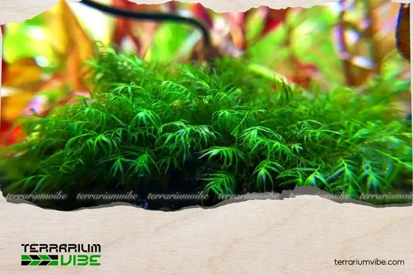 Cắt tỉa rêu Minifiss định kỳ giúp rêu phát triển khỏe mạnh hơn