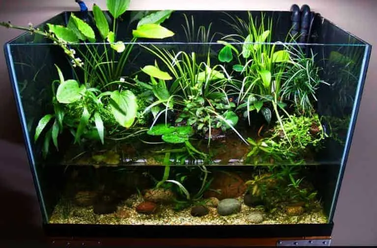 Bể Riparium mô phỏng bờ sông với cây trồng ven bờ