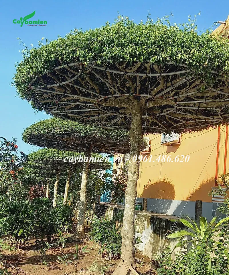 Trồng cây phong thủy Sanh Nam Điền trước nhà