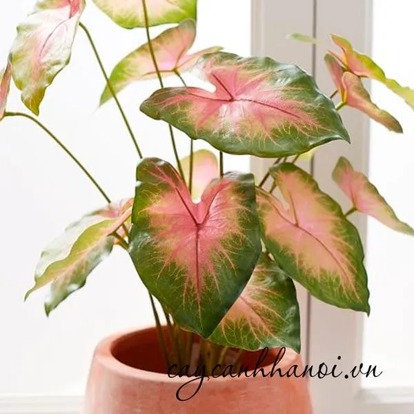 Các loại sâu bệnh thường gặp trên cây Môn Đốm