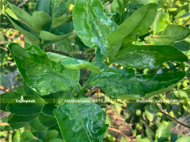 Sâu vẽ bùa gây hại lá non cây Bưởi