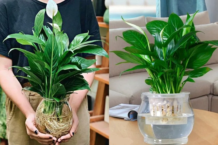 Trồng Lan Ý theo phương pháp thủy canh trong chậu giúp tăng tính thẩm mỹ và tiện lợi khi đặt trong nhà hoặc văn phòng.