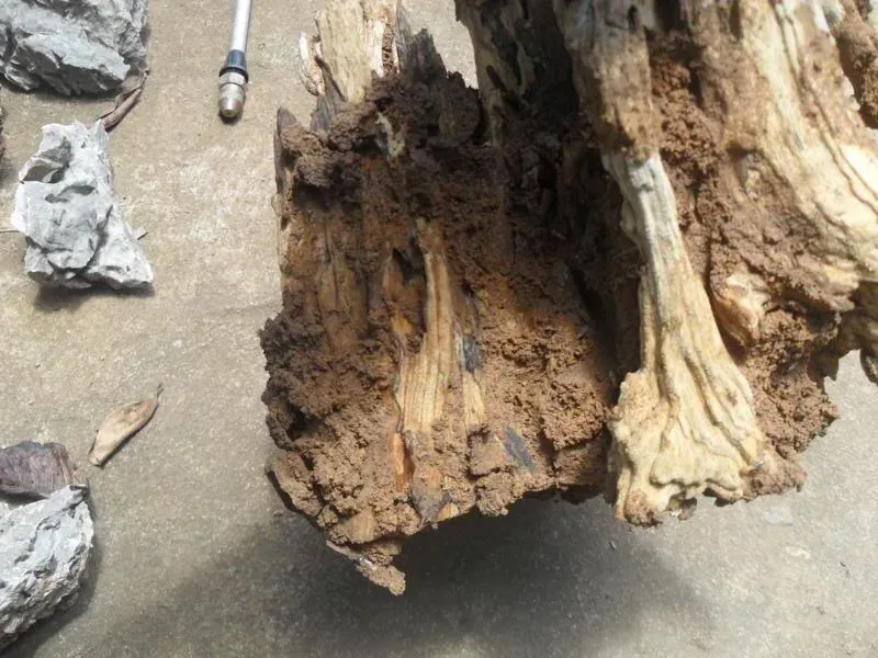 Một khúc gỗ vừa được đào lên sau thời gian chôn dưới đất, cho mối đục đẽo