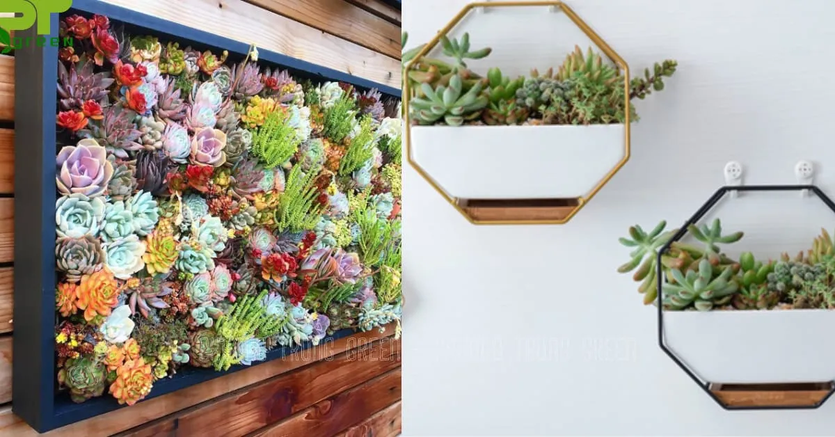 Các loại sen đá đa dạng màu sắc được trồng treo tường