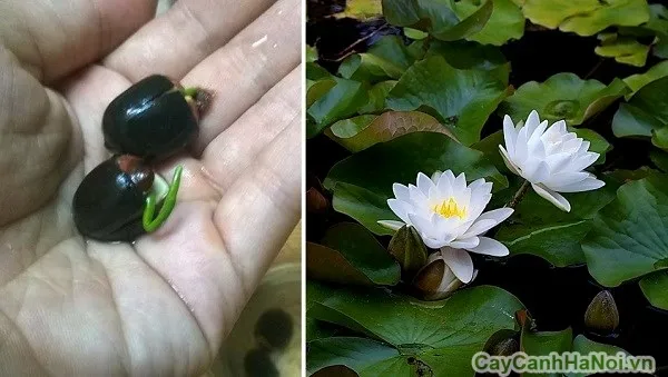 Hình ảnh hạt giống Sen Mini Nhật, một loại cây thủy sinh nhỏ gọn