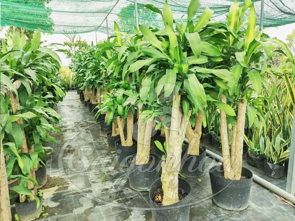 Sỉ cây phát tài gốc đẹp