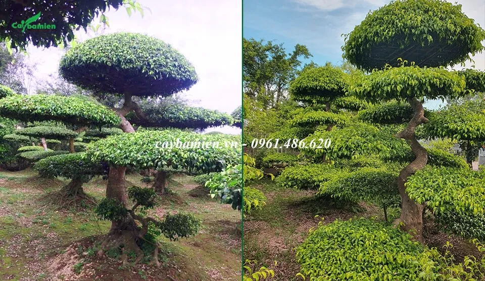 Vườn cây Sanh Nam Điền bonsai đã tạo dáng, tạo tán siêu đẹp