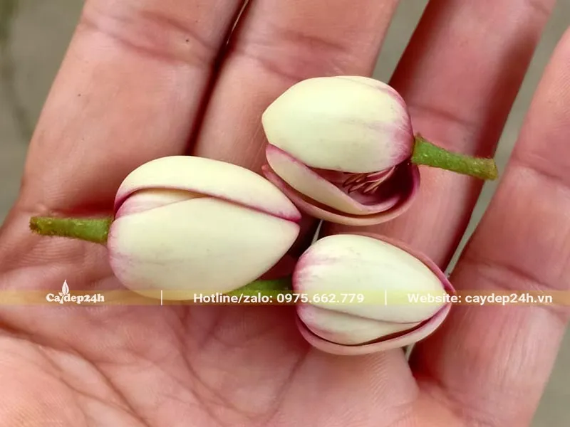 Hoa Hàm Tiếu nhỏ xinh được thu hoạch để làm trà hoặc thuốc