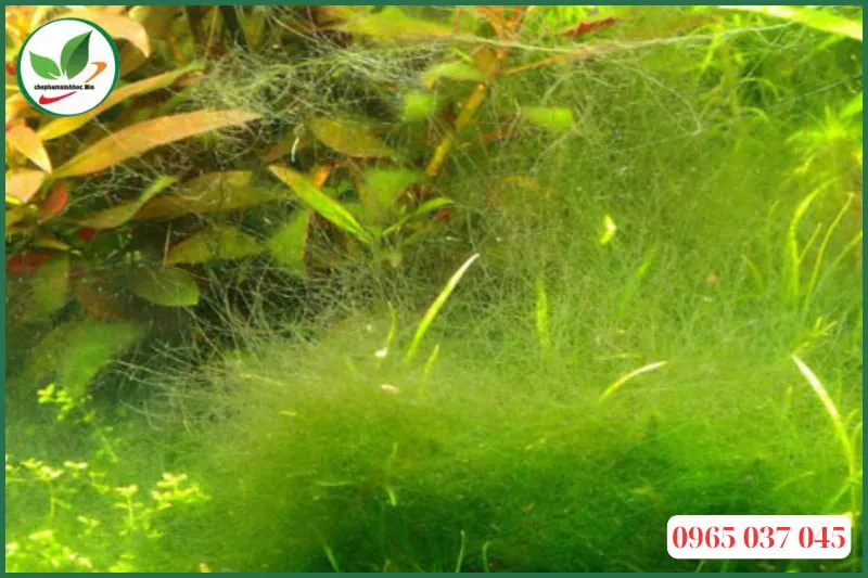 Tác hại của rêu tóc