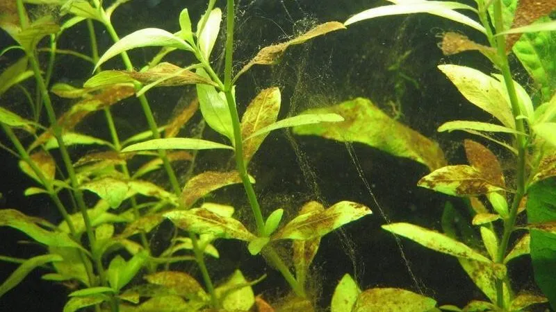 Tảo nâu (Diatoms) thường xuất hiện trên lá cây và vật cứng trong hồ mới