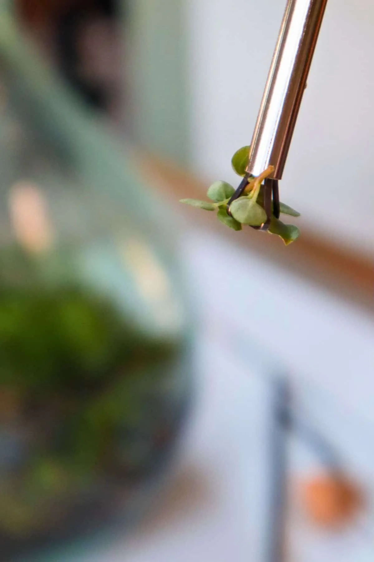 Dụng cụ kẹp gắp terrarium đang giữ cây