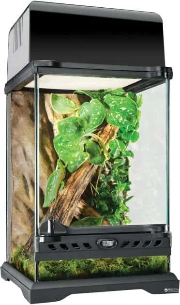 Thiết lập một Terrarium khô ráo nuôi bò sát hoặc côn trùng