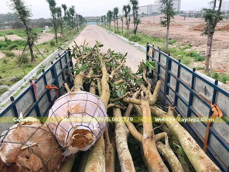 Thi công trồng Xoài công trình, chuyển cây gốc lớn đến vị trí hố trồng