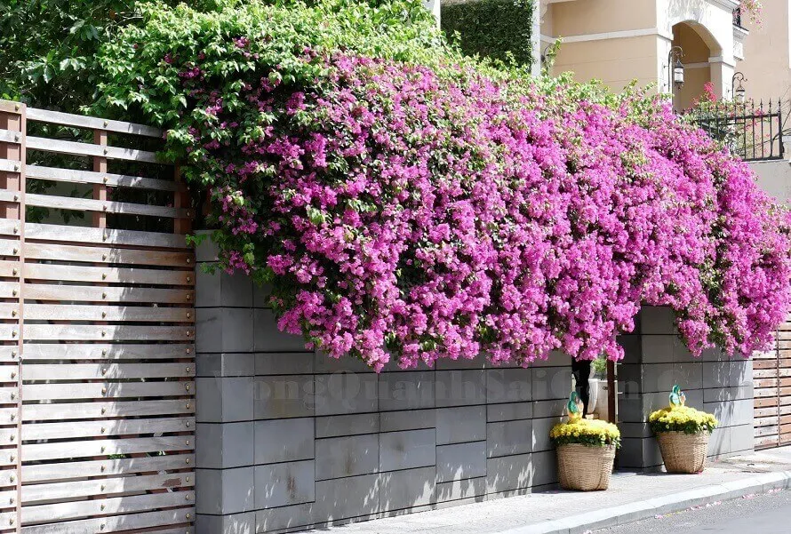 Giàn hoa giấy bằng sắt màu hồng trước cổng nhà nổi bật