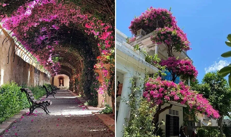 Giàn hoa giấy màu trắng hồng leo trên ban công