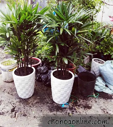 Chậu cây nội thất Mật Cật với kích thước lớn, phù hợp trang trí đại sảnh